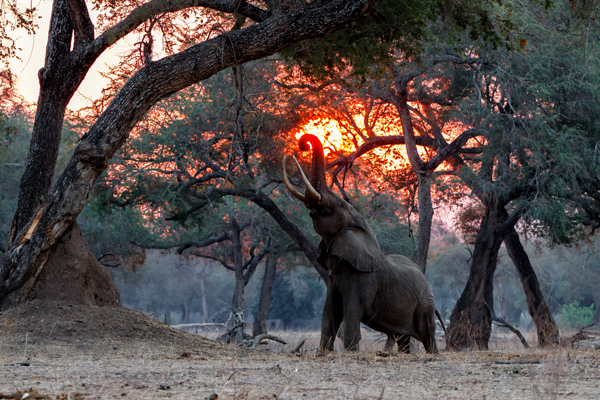 Elephant_AdobeStock_310195638
