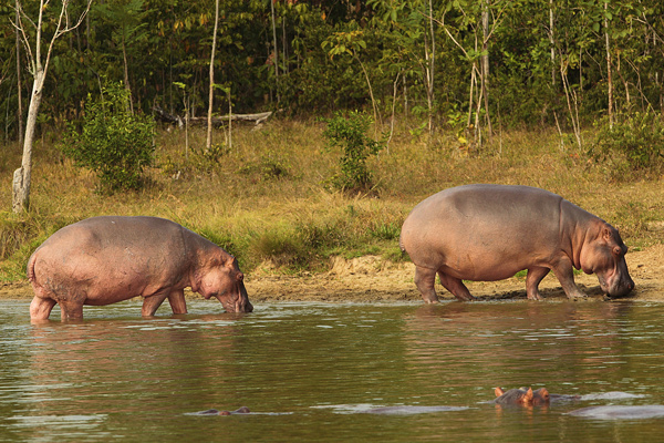 Hippo_AdobeStock_298188479