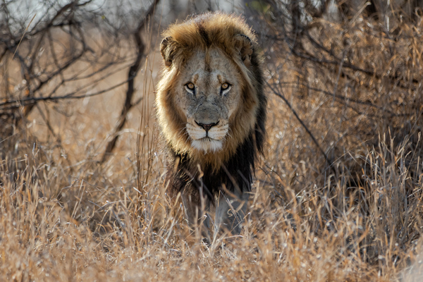 Lion_AdobeStock_295923766